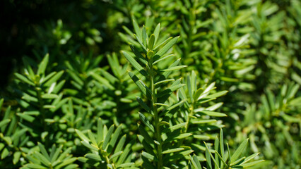 green grass background