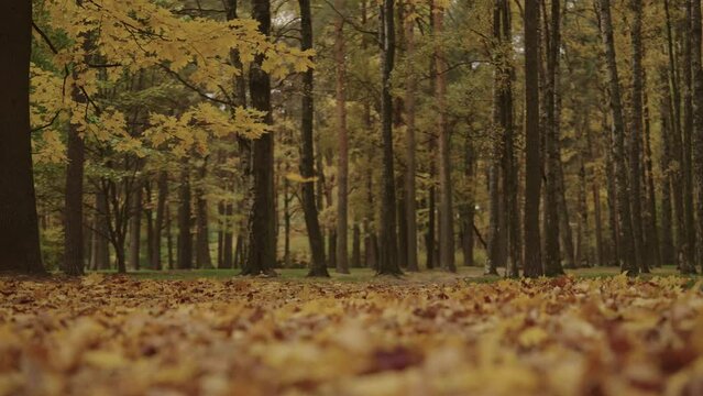 Slow motion autumn background with fallen leaves in a park
