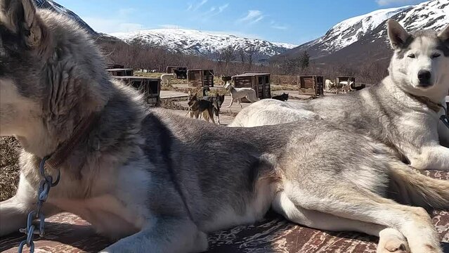 Flock of siberian huskies in warm weather. Dogs and their kennels in the field, husky dog in husky farm, landcape with many dogs