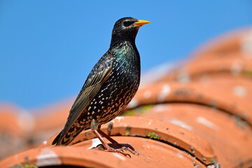 Common starling // Star (Sturnus vulgaris)