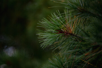 close up of pine needles