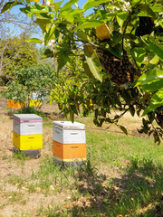 A swarm of bees on the branches of a tree and bee hives in the backgorund in an orchard in Akamas...