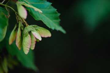 Helicopter tree, gyrocarpus americanus