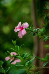 pink hibiscus flower