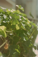 close up of plant shot on 35mm film