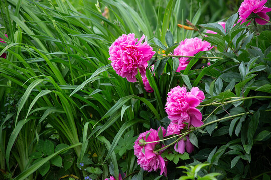 Bush of Pink flower peony flowering in the garden. . High quality photo