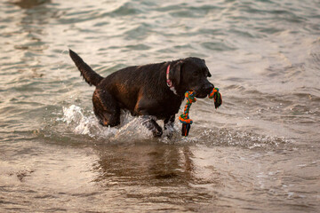 Black Labrador runs and frolics with a toy in his teeth in the sea at sunset
