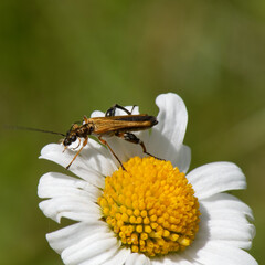 Oedemera femorata sur  pâquerette