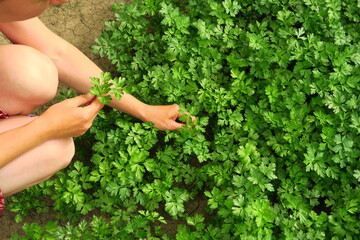Fototapeta na wymiar a woman collects parsley in the garden. home gardening and cultivation of greenery concept