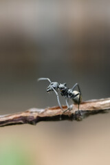 spider on a fence