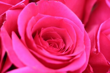 pink rose close up