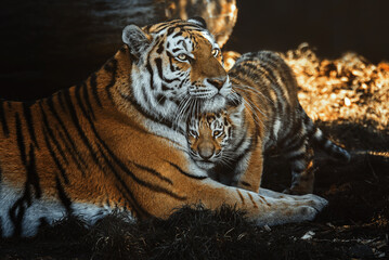 Siberian tiger (Panthera tigris altaica) detail portrait