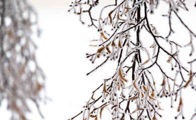 Winter, branches with snow and frost in close-up. Winter landscape and weather. Frost on the branches.