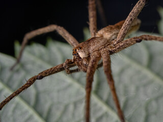 nursery web spider, Listspinne (Pisaura mirabilis)