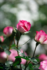 Fototapeta na wymiar pink rose in garden