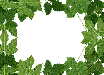 green leaf backdrop for background. for design