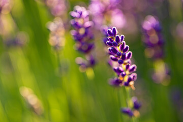 Lavender field Lawendowe Wzgórze © Leszek Szelest