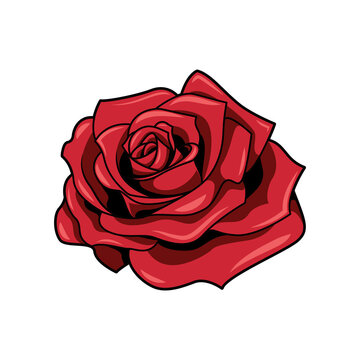 Red rose flower vector isolated on white background