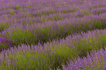 Lavender field Lawendowe Wzgórze - obrazy, fototapety, plakaty