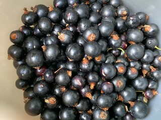 Schwarze Johannisbeeren frisch geerntet