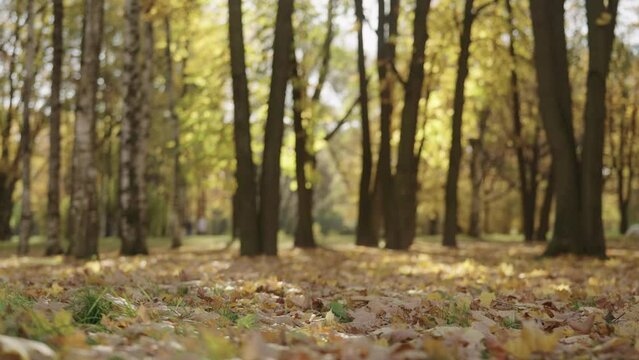 Slow motion autumn background with fallen leaves in a park