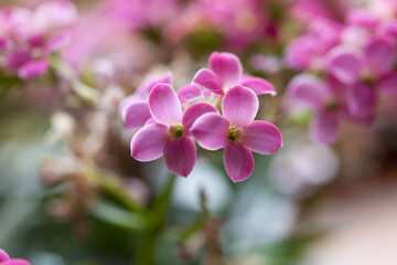 Fototapeta na wymiar Kalanchoe rose, fleur de jardin.
