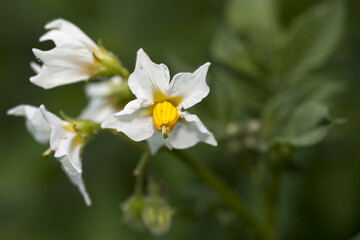 Solanum carolinense, fleur de jardin.