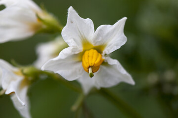 Solanum carolinense, fleur de jardin.