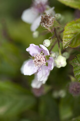 Rubus ulmifolius