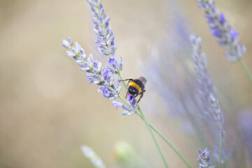 Un bourdon butine de la lavande.