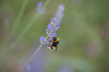 Un bourdon butine de la lavande.