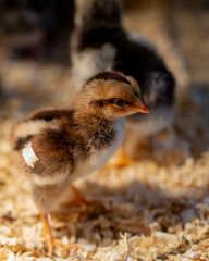 Small hatched chick on a blurred background