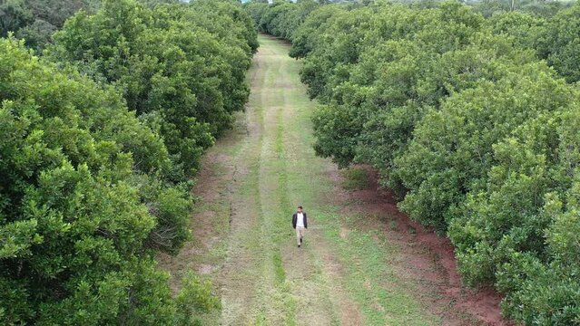 Man walking alone among trees on macadamia nuts plantation field drone view in S&atilde;o Paulo, Brazil