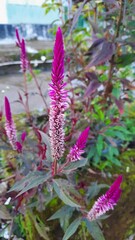 Obraz premium Beautiful flowers from tropical countries from Indonesia are beautiful and fresh