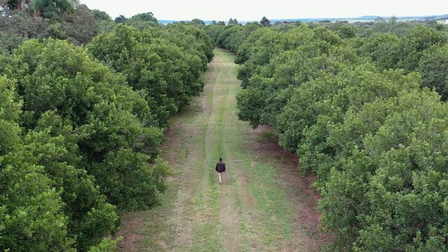 Man walking alone among trees on macadamia nuts plantation field drone view in S&atilde;o Paulo, Brazil