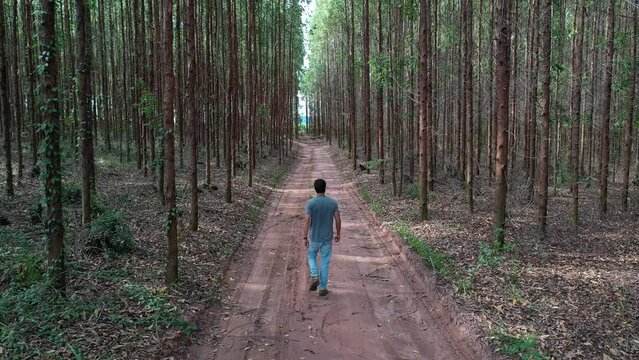 Man walking alone among trees on eucalyptus  plantation field drone view in S&atilde;o Paulo, Brazil