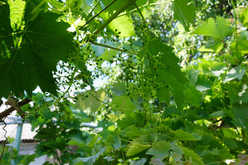 Grape. A young bunch of ripe green grapes. Wine variety ripening in August. A rich harvest of sweet juicy vitamin berries. Vineyard cultivation