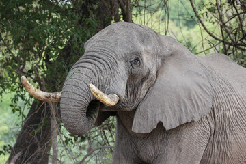 African Elephant, Kruger National Park, South Africa - obrazy, fototapety, plakaty
