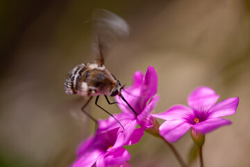 Bombyle, insecte butineur.