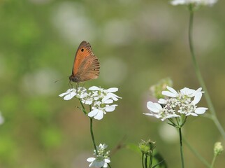 Brown butterfly Maniola jurtina on flowers on a blurry background