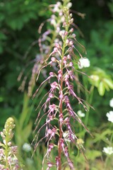 Pink flowers of Himantoglossum caprinum in a meadow on a blurry background