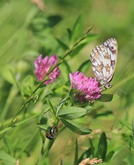Melanargia galathea butterfly close-up on flowers on a blurry background
