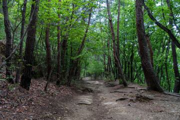 初夏の吾妻山登山道
