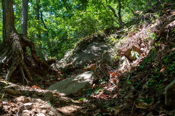 初夏の吾妻山登山道