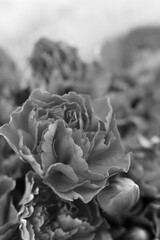 Carnation in black and white 