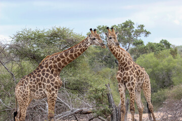Naklejka na ściany i meble Giraffe, Kruger National Park, South Africa