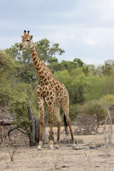 Naklejka na ściany i meble Giraffe, Kruger National Park, South Africa