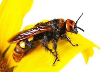 Mammoth wasp female on petal sunflower, (Megascolia maculata) isolated on white 