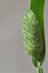Canary grass close up flower