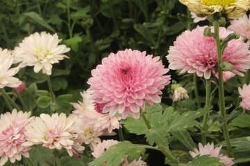 pink flowers